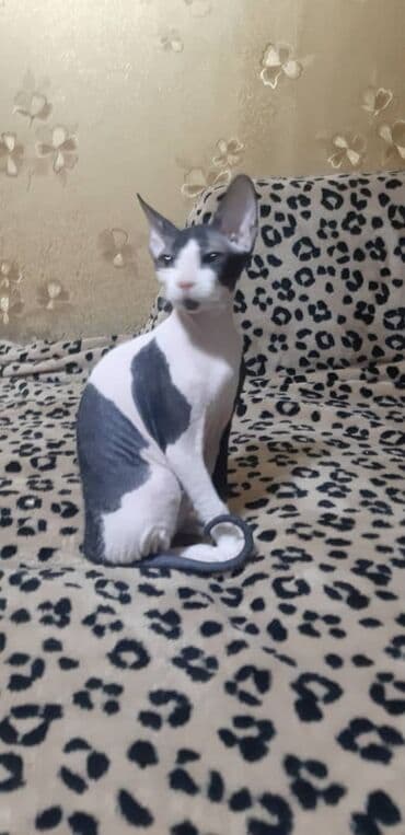 куплю кошку: Продаю котят донского сфинкса: - биколор (черно-белая, черная), велюр — 7