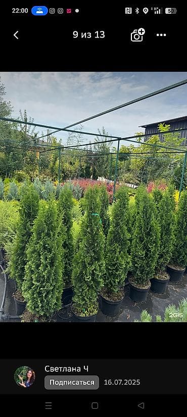 Специалист по плодовым и декоративными декоративными деревьем