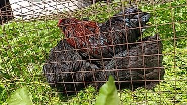 кролик в клубнике: Продаю | Куры | Для разведения — 5