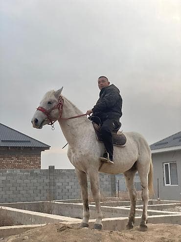 заяц живой: Продаю | Конь (самец) | Рабочий, Для разведения, Конный спорт | Мерин — 1