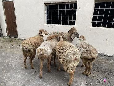 german shepherd: Продаю | Ягненок | На забой — 8