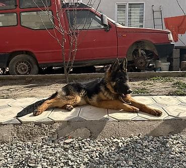 охотничный собака: Немецкая овчарка, 7 месяцев самка классический чепрачный окрас (черный — 2