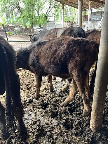 бычки бычок: Продаю | Бык (самец) | Привязанные — 4