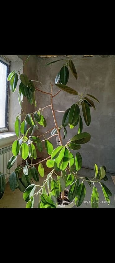 вьющиеся растения: Распродажа комнатных цветов! Цены от 150с.! — 5