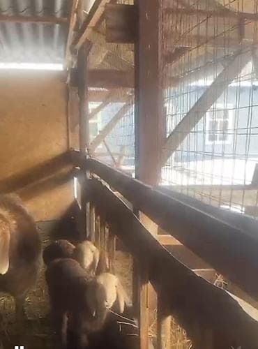 котята каракол: Продаю | Овца (самка), Ягненок, Баран (самец) | Арашан | Для разведения | Племенные — 8