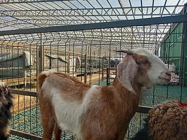 продаю тай: Продаю | Козёл (самец) | Нубийская | Для разведения | Племенные — 1