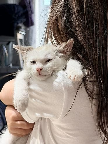 Животные: Котёнок 1.5 месяца, мальчик, с голубыми глазами. Мы зовем его — 5