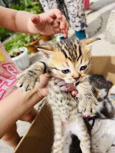 Мышыктар: Продаются породистые котята (шотландские) 🐾 Возраст — 3 недели. В — 5