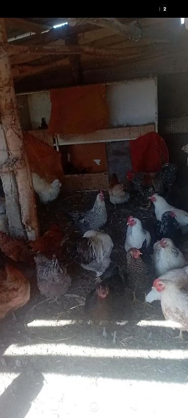 продаю курятник: Продаю | Куры | Несушки — 2