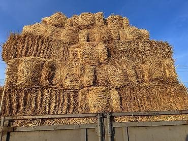 продам гусей: Саман сатылат арпа саман прецтери плотный — 2