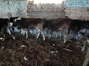 нитки для сена: Продаю | Бык (самец) | Полукровка | На откорм | Привязанные — 9