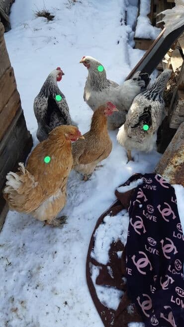 продажа домашних кур: Продаю | Цыплята, Куры | Домашняя | На забой — 1