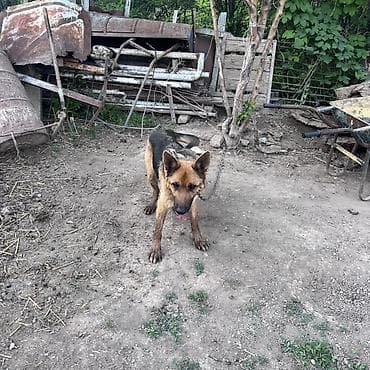 купит корги: Собака даром: Овчарка, 2 года, Самка — 7