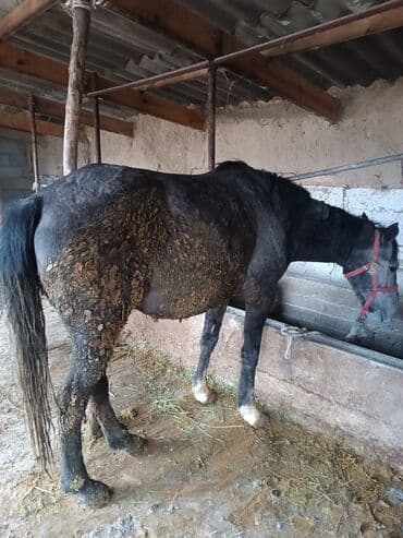 абиссинский кот: Продаю | Кобыла (самка) | Для разведения, Для молока, Рабочий — 4