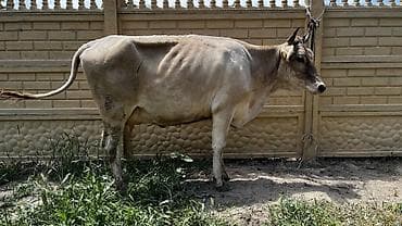 скот крс: Продаю | Корова (самка) | Для молока | После отела — 2