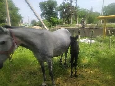 Морские свинки: Другие животные — 1