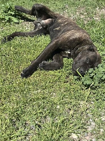 собаки пидбуль: Продается собака кане корсо, тигровый окрас (темно-коричневый с — 6