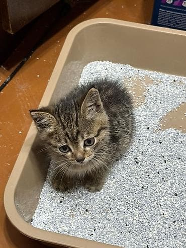 Отдам даром кошку: Кошка даром: Беспородная, 1 месяц, Мальчик, Метис, Приучена к лотку, Проглистована — 2