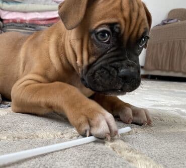 костюм для собаки: Боксёр, 2 месяца, Самка, С прививкой — 1