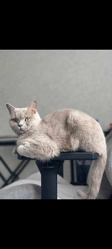 Кошка даром: Скотиш Страйт (Шотландская прямоухая), 2 года, Девочка