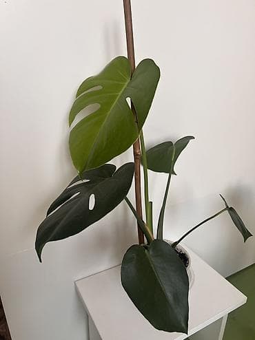 Монстера 700 сом at lalafo.kg Монстера 700 сом