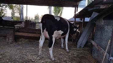 Продаю | Тёлка | Симментальская | На забой, Для разведения, Для молока | Племенные, Не стельные, Искусственник