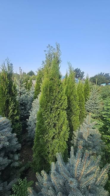 Туя западная Смарагд — плотные конические саженцы для живых изгородей
