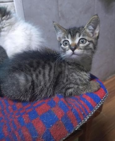 scottish fold: Бело-пепельный шерсть как у плюшевого медвежонка, у второго шерсть — 9