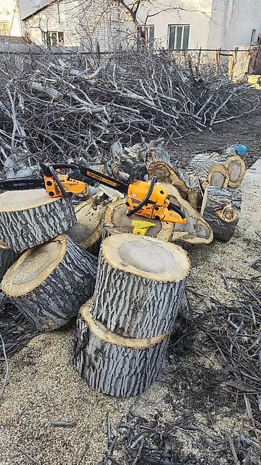 баштай мака: Бак кыябыз бардык турлорун абреска кылабыз отун кылып даярдайбыз? — 2