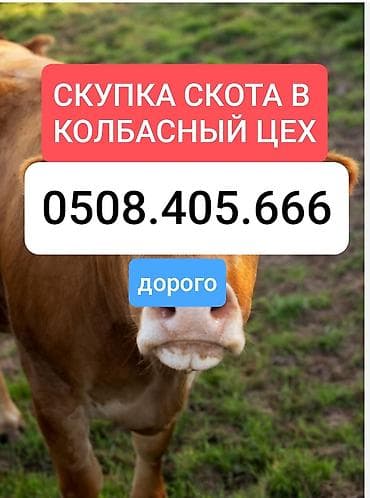 Колбасный цех : Коровы, быки, | Круглосуточно