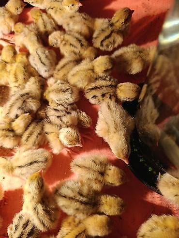 Май, консервалар: Перепела-суточные птенцы - Возраст: 1 сутки. - Порода:"Феникс — 1