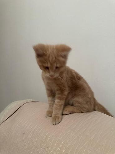 d cat: Кошка даром: Беспородная, Мальчик, Приучена к лотку — 7