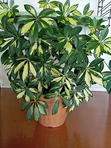 фиалки бишкек: Монстера Карстенианум (перу) - 650 сом Шефлера - 350 сом, 750 сом — 2