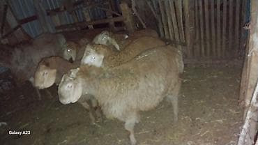 шерсть меренос: Продаю | Овца (самка) | Для разведения | Матка — 2