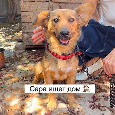 Иттер: Ит бекер берилет: Жөнөкөй ит, 11 айлык, Ургаачы, Эмделген — 1
