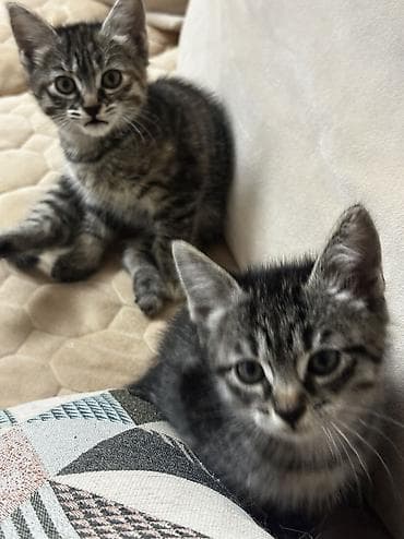 кошки манчкины: 2 месяца, Девочка, Приучена к лотку — 9