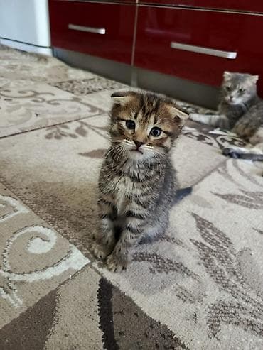 котяти: Шотландские котята (вислоухие и прямоухие) домашнего разведения. - — 2