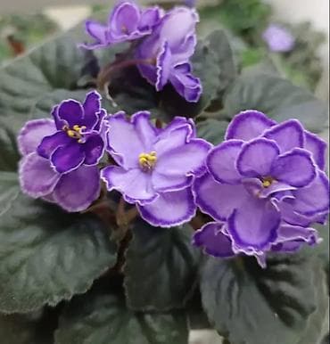 фиалки цена: 🌱🌺🌱 Продаю сортовые ДЕТКИ стандартных, трейлерныхмини и полумини — 9