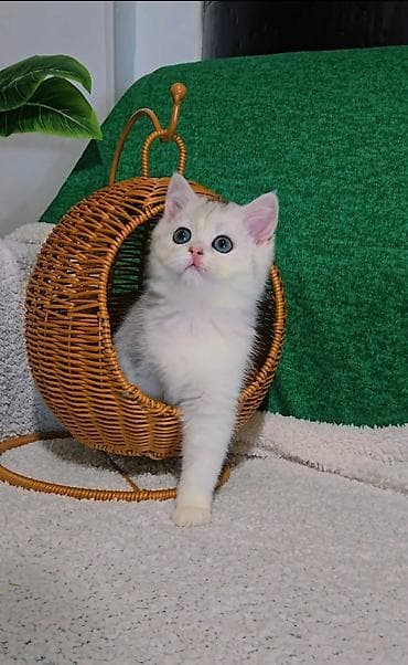 Кошки: Шотландские котята — 1