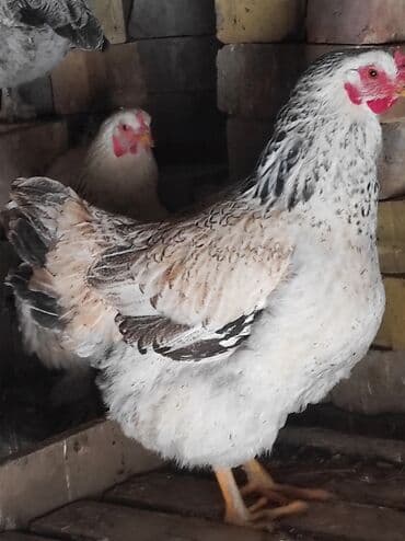 продажа домашних кур: Продаю | Цыплята, Куры | Домашняя | На забой — 4