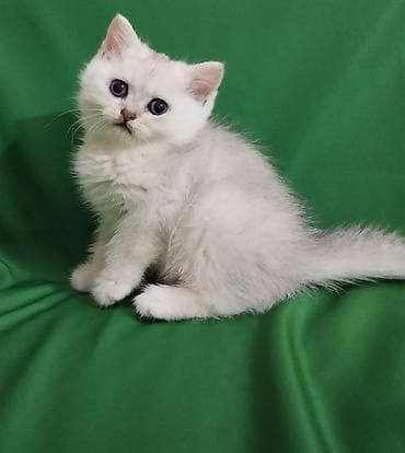 мини такса: Шотландский короткошёрстный котёнококрас серебристая — 4