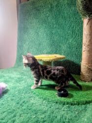 мейн кун бишкек 😺 питомник lyubushka 🐈 купить котенка 🐾 цена фото: Бенгальская, 1 месяц, Мальчик, Приучена к лотку, Проглистована, С документами — 36