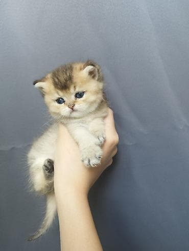 кошка в ош: Открыли бронь на наших шотландских котят 🐾 Малышам уже 1 месяц, растут — 3