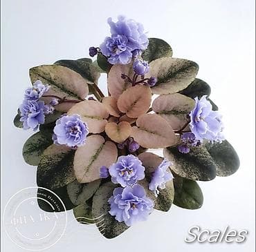 ниже: 🌱🌺🌱 Продаю сортовые ДЕТКИ стандартных, трейлерныхмини и полумини — 9