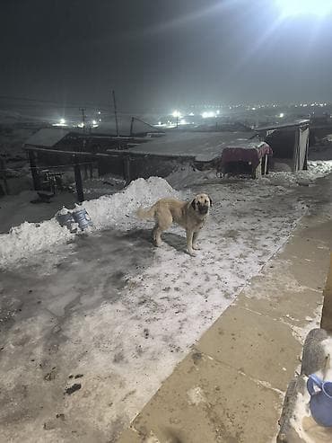 лайка шенки: Крупная сторожевая собака на привязи. - Порода: крупный тип — 2