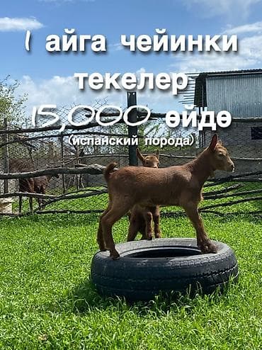 Продаю | Козлёнок | Для разведения | Племенные