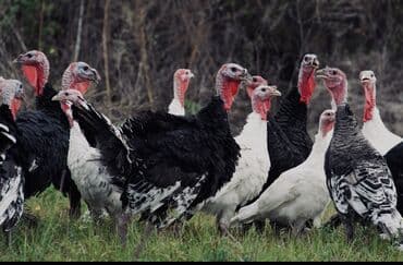 Продаю | Индюшка (самка), Индюк (самец), Индюшата | Полукровка, Бройлерная, Черный принц | Для разведения | Племенные
