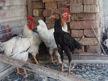 бролерные куры: Продаю | Петух | Бойцовая | Для разведения — 1
