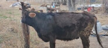 сельскохозяйственные животные продажа: Продаю | Корова (самка) | Алатауская | Для разведения | Стельные, Нетель — 7