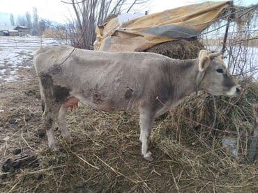мин булак: Сатам | Музоо | Сүт алуу үчүн | Музоологондон кийин — 10
